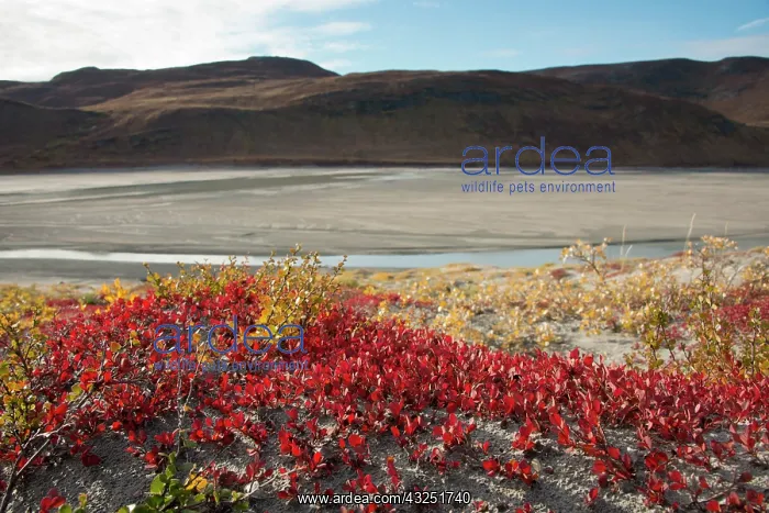 : Greenland, Qeqqata, Kangerlussuaq or Sondrestrom : Greenland, Qeqqata, Kangerlussuaq or Sondrestrom