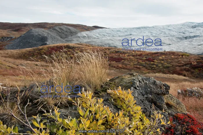 : Greenland, Qeqqata, Kangerlussuaq or Sondrestrom : Greenland, Qeqqata, Kangerlussuaq or Sondrestrom