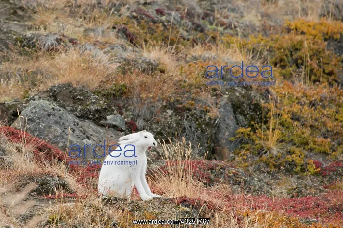 : Greenland, Qeqqata, Kangerlussuaq or Sondrestrom : Greenland, Qeqqata, Kangerlussuaq or Sondrestrom