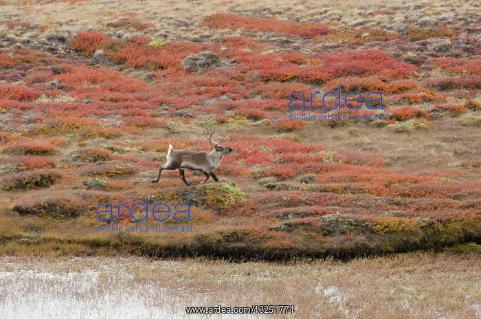 : Greenland, Qeqqata, Kangerlussuaq or Sondrestrom : Greenland, Qeqqata, Kangerlussuaq or Sondrestrom