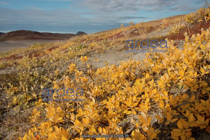 : Greenland, Qeqqata, Kangerlussuaq or Sondrestrom : Greenland, Qeqqata, Kangerlussuaq or Sondrestrom