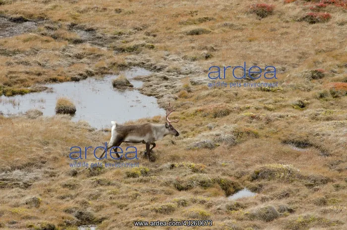 : Greenland, Qeqqata, Kangerlussuaq or Sondrestrom : Greenland, Qeqqata, Kangerlussuaq or Sondrestrom