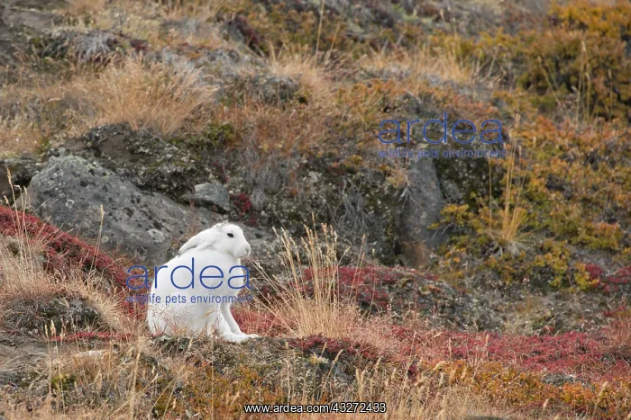 : Greenland, Qeqqata, Kangerlussuaq or Sondrestrom : Greenland, Qeqqata, Kangerlussuaq or Sondrestrom