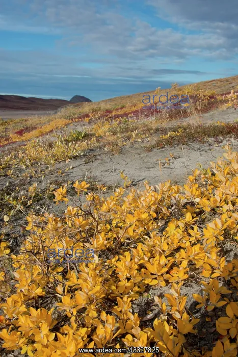 : Greenland, Qeqqata, Kangerlussuaq or Sondrestrom : Greenland, Qeqqata, Kangerlussuaq or Sondrestrom