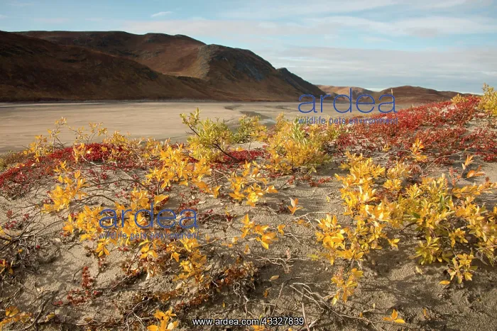 : Greenland, Qeqqata, Kangerlussuaq or Sondrestrom : Greenland, Qeqqata, Kangerlussuaq or Sondrestrom
