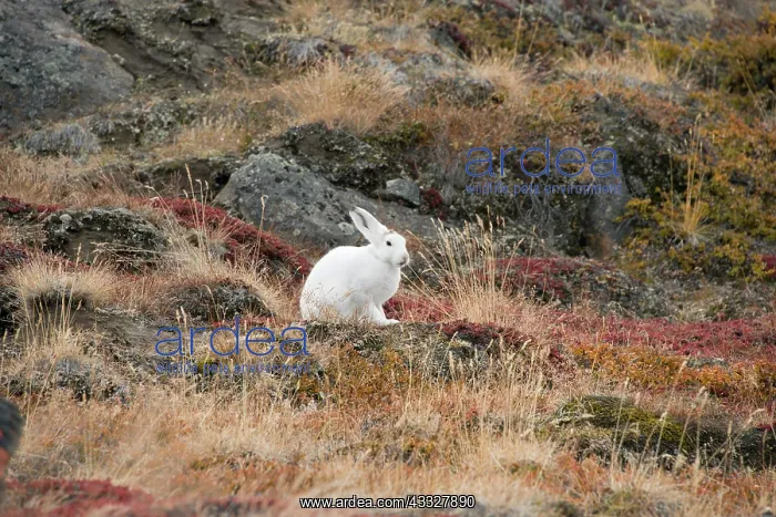 : Greenland, Qeqqata, Kangerlussuaq or Sondrestrom : Greenland, Qeqqata, Kangerlussuaq or Sondrestrom