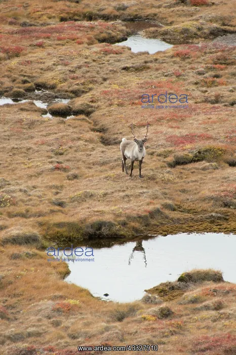 : Greenland, Qeqqata, Kangerlussuaq or Sondrestrom : Greenland, Qeqqata, Kangerlussuaq or Sondrestrom