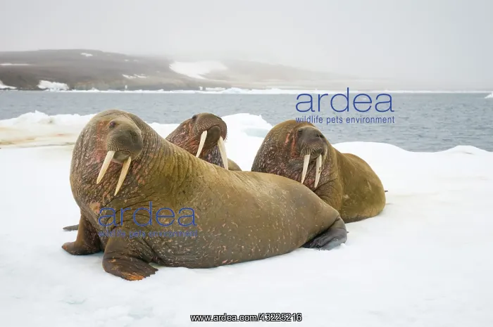 : Greenland Sea, Norway, Svalbard Archipelago : Greenland Sea, Norway, Svalbard Archipelago