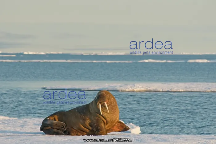 : Greenland Sea, Norway, Svalbard Archipelago : Greenland Sea, Norway, Svalbard Archipelago
