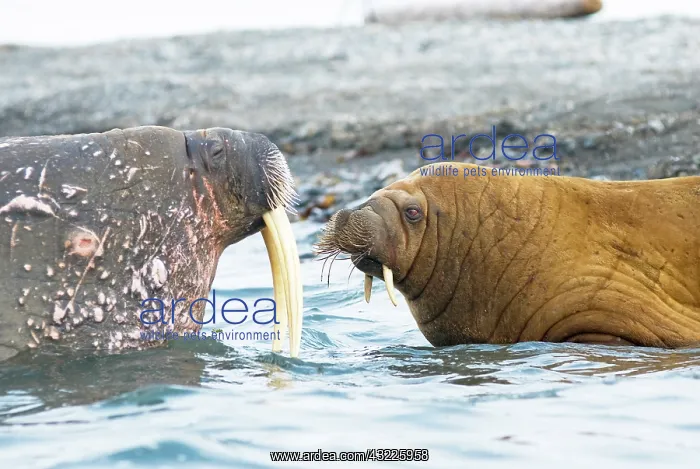 : Greenland Sea, Norway, Svalbard Archipelago : Greenland Sea, Norway, Svalbard Archipelago