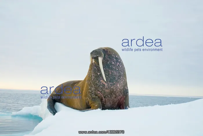 : Greenland Sea, Norway, Svalbard Archipelago : Greenland Sea, Norway, Svalbard Archipelago