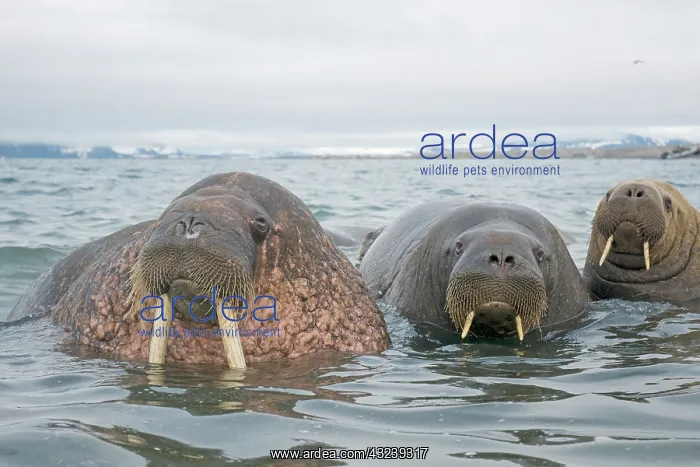 : Greenland Sea, Norway, Svalbard Archipelago : Greenland Sea, Norway, Svalbard Archipelago