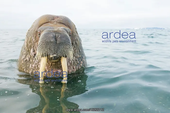 : Greenland Sea, Norway, Svalbard Archipelago : Greenland Sea, Norway, Svalbard Archipelago