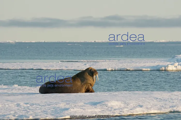 : Greenland Sea, Norway, Svalbard Archipelago : Greenland Sea, Norway, Svalbard Archipelago