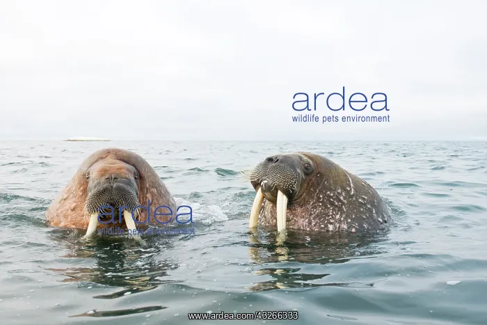 : Greenland Sea, Norway, Svalbard Archipelago : Greenland Sea, Norway, Svalbard Archipelago