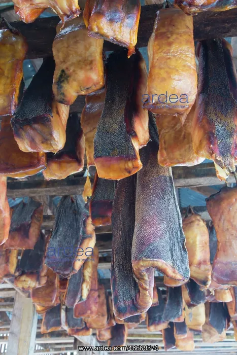 : Greenland Shark meat 06 : Greenland Shark meat 06