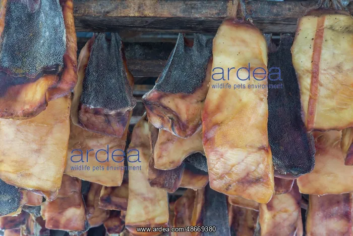 : Greenland Shark meat 11 : Greenland Shark meat 11