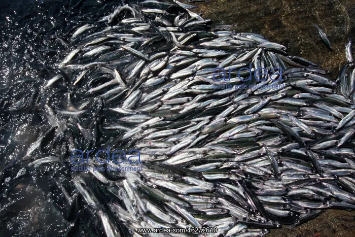 : Greenland, Shoals of spawning Capelin (Mallotus : Greenland, Shoals of spawning Capelin (Mallotus