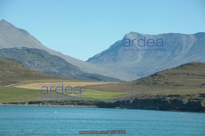 : Greenland, Small farming community of Itilleq : Greenland, Small farming community of Itilleq