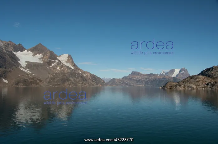 : Greenland, Southeast coast, Skjoldungen : Greenland, Southeast coast, Skjoldungen