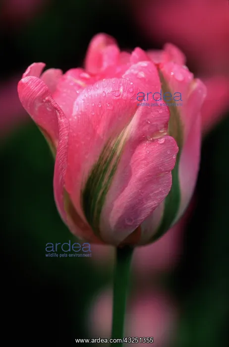 : Greenland Tulip, Butchart Gardens, British : Greenland Tulip, Butchart Gardens, British