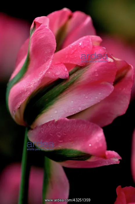 : Greenland Tulip, Butchart Gardens, British : Greenland Tulip, Butchart Gardens, British