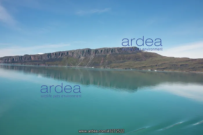: Greenland, Tunulliarfik, near Qassiarsuk : Greenland, Tunulliarfik, near Qassiarsuk