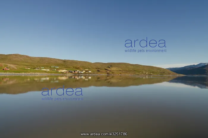 : Greenland, Tunulliarfik, Qassiarsuk. Brattahlid : Greenland, Tunulliarfik, Qassiarsuk. Brattahlid