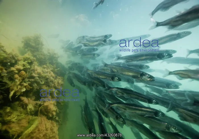 : Greenland, Underwater view of shoals of : Greenland, Underwater view of shoals of