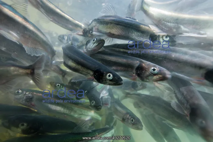 : Greenland, Underwater view of shoals of : Greenland, Underwater view of shoals of