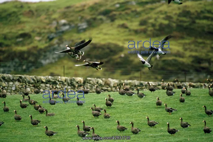 : Greenland White-Fronted Geese - flock : Greenland White-Fronted Geese - flock
