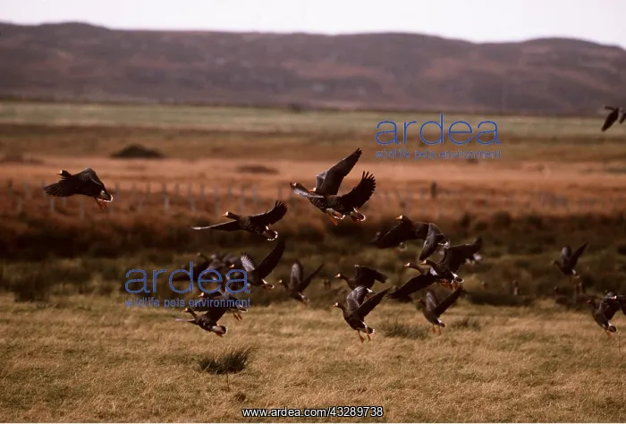  : Greenland White-Fronted Geese - flock, in flight