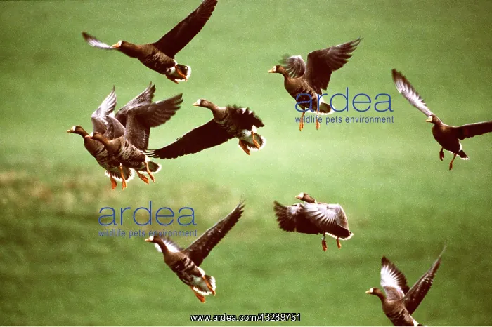 : Greenland WHITE-FRONTED GEESE - group, in flight : Greenland WHITE-FRONTED GEESE - group, in flight