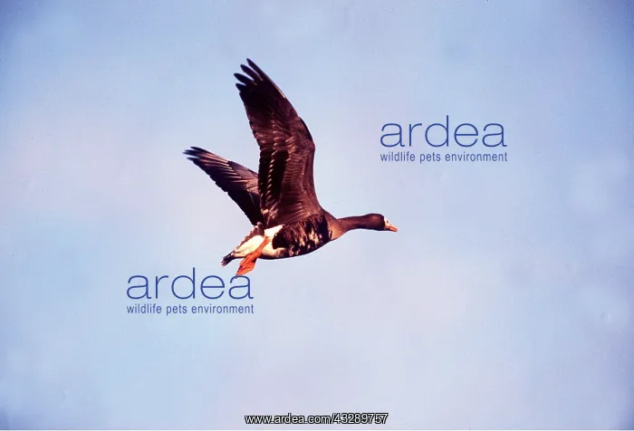 : Greenland WHITE-FRONTED GOOSE - FLIGHT : Greenland WHITE-FRONTED GOOSE - FLIGHT