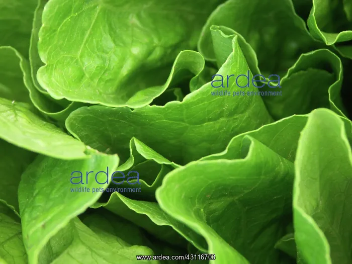 : Greens. Leafy green plants : Greens. Leafy green plants