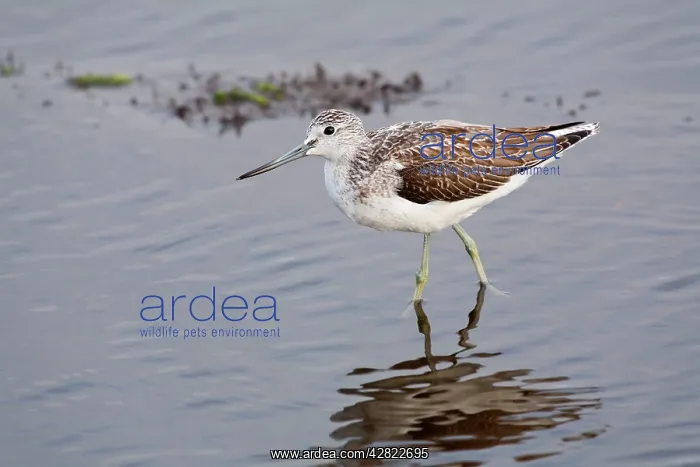 : Greenshank : Greenshank