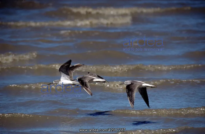 : Greenshank : Greenshank