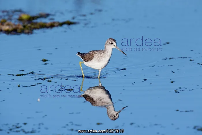 : Greenshank : Greenshank