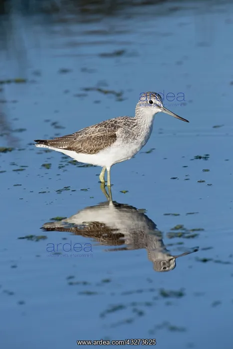 : Greenshank : Greenshank