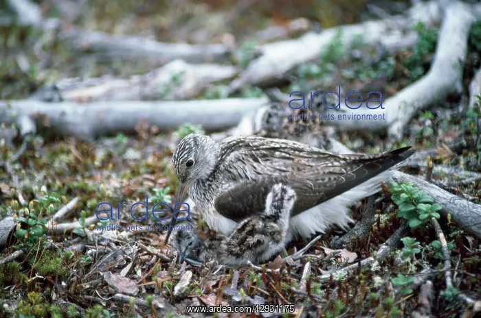 : Greenshank - adult and young : Greenshank - adult and young
