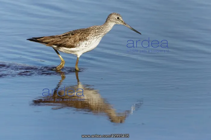 : Greenshank - feeding in shallow water : Greenshank - feeding in shallow water