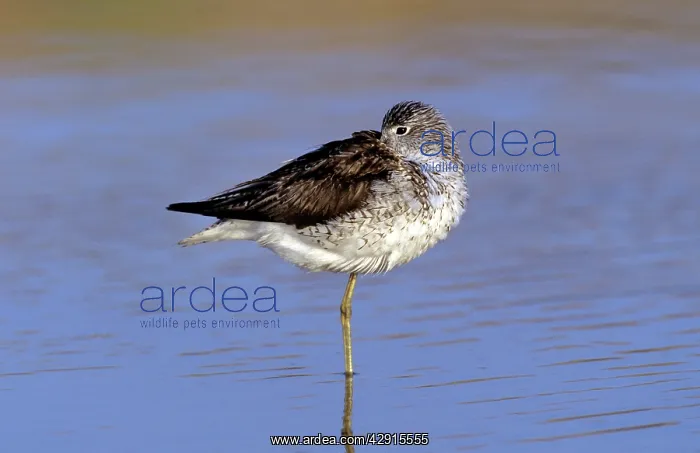 : GREENSHANK - ON ONE LEG : GREENSHANK - ON ONE LEG