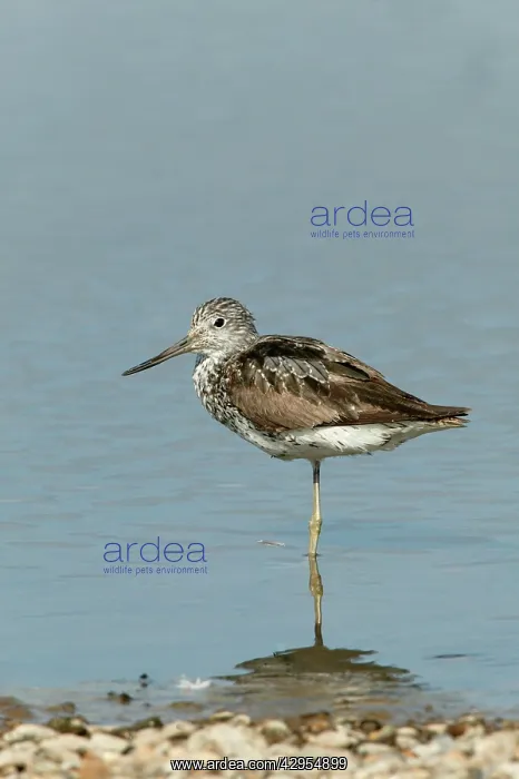 : Greenshank - standing on one leg at waters edge relaxing : Greenshank - standing on one leg at waters edge relaxing
