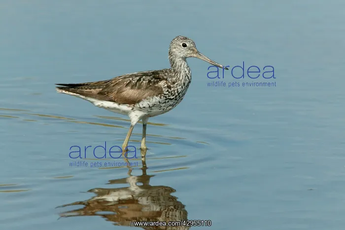: Greenshank - standing in shallow water on migration, August : Greenshank - standing in shallow water on migration, August
