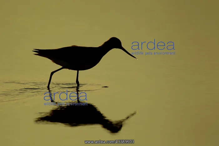 : Greenshank (Tringa nebularia) adult bird in a shallow : Greenshank (Tringa nebularia) adult bird in a shallow