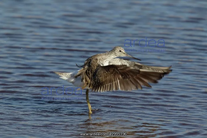 : Greenshank - washing : Greenshank - washing