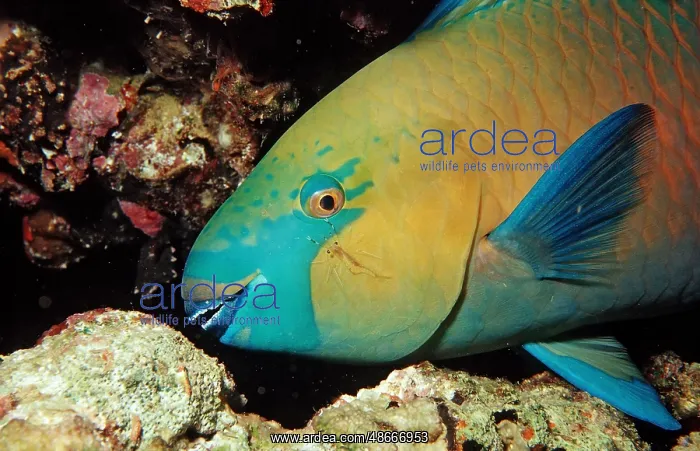 : Greentroat Parrotfish, Sudan (Scarus prasiognathos) : Greentroat Parrotfish, Sudan (Scarus prasiognathos)