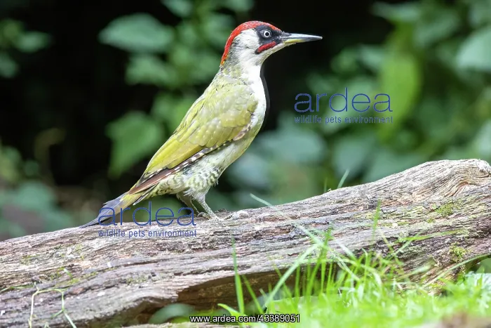 : GREENWOODPECKER : GREENWOODPECKER