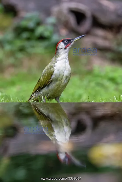 : GREENWOODPECKER : GREENWOODPECKER