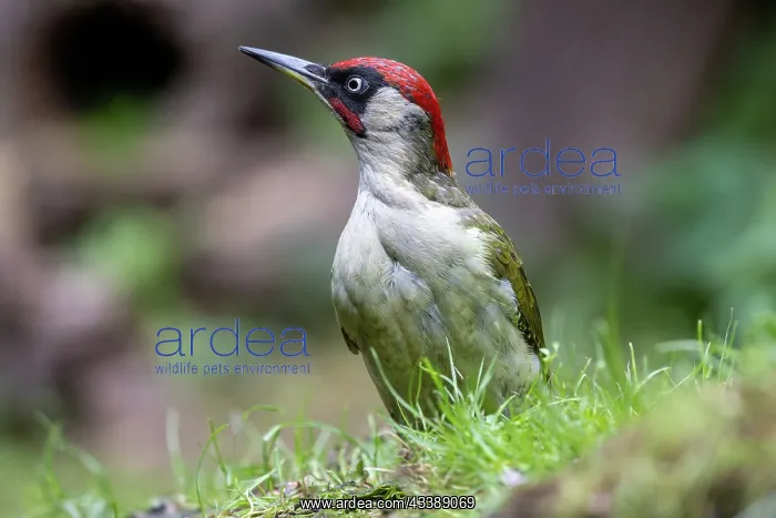 : GREENWOODPECKER : GREENWOODPECKER